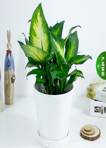 慈溪花卉租赁专业，为你营造梦幻花卉世界