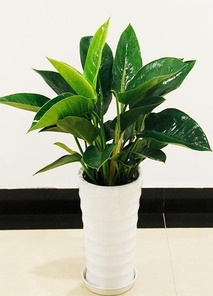 速看！宁波余姚植物租赁服务超棒的一家